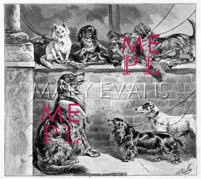  : DOGS WAITING AT STORES