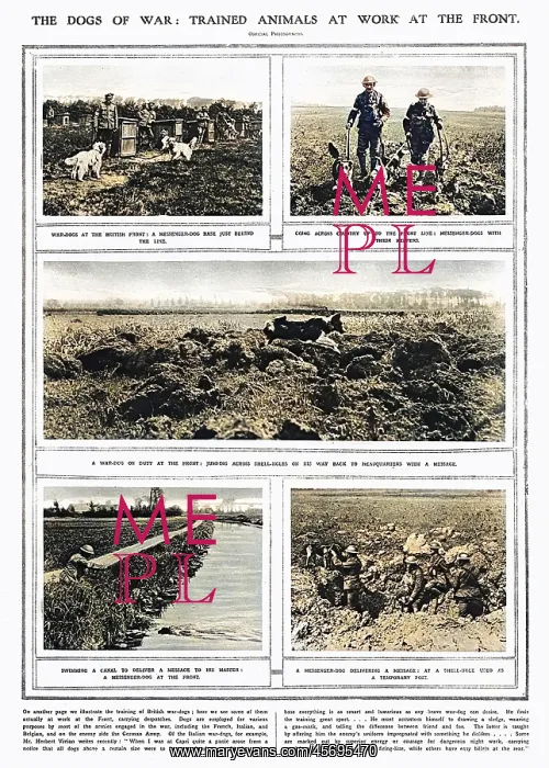 : The Dogs of War - trained animals at work at the front : The Dogs of War - trained animals at work at the front