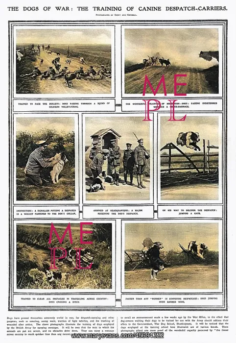 : The Dogs of War - training messenger dogs at Shoeburyness : The Dogs of War - training messenger dogs at Shoeburyness
