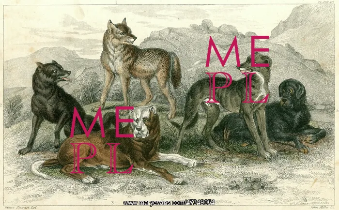  : DOGS AND WOLVES