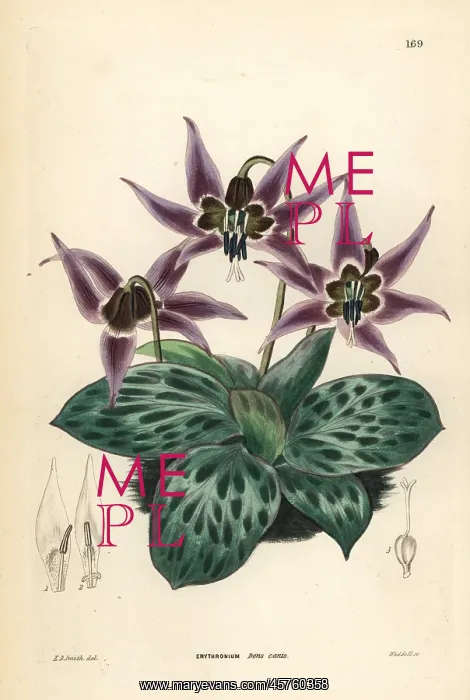 : Dogtooth violet, Erythronium dens-canis : Dogtooth violet, Erythronium dens-canis