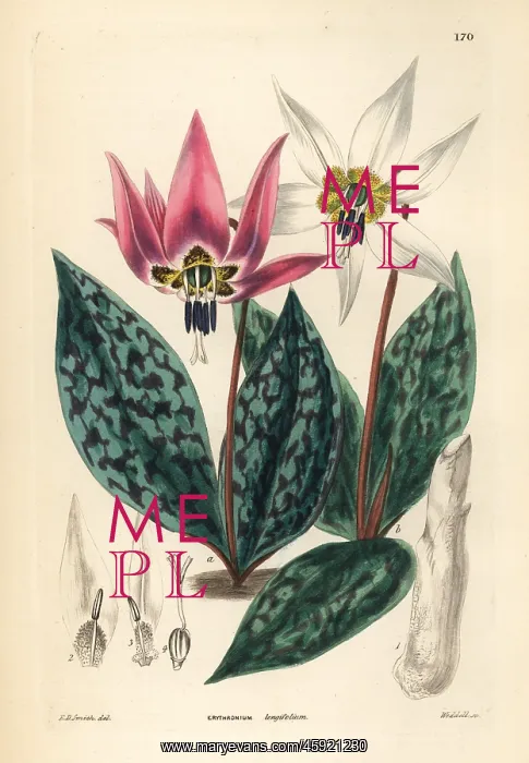  : Dogtooth violet, Erythronium dens-canis