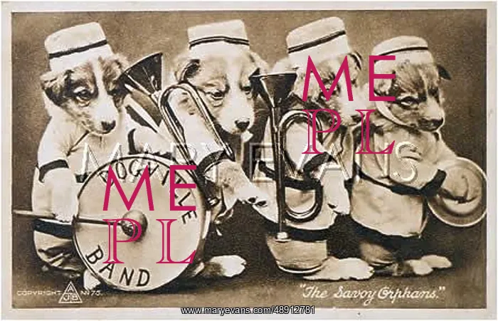 : THE DOGVILLE BAND : THE DOGVILLE BAND