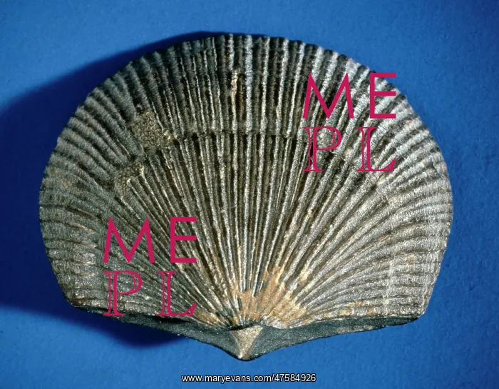: Doleorthis, brachiopod : Doleorthis, brachiopod