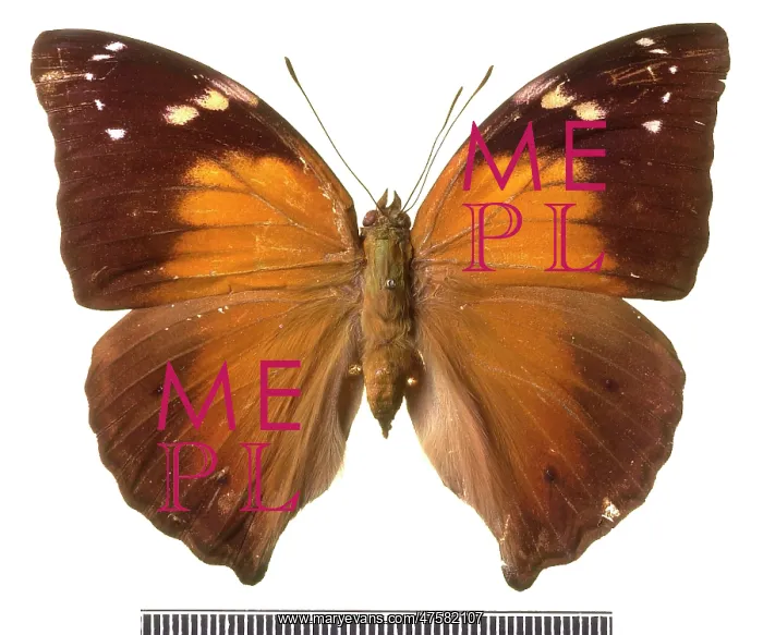 : Doleschallia hexophthalmos, Autumn leaf butterfly : Doleschallia hexophthalmos, Autumn leaf butterfly