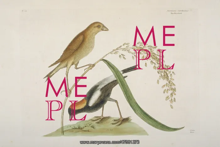 : Dolichonyx oryzivorus, bobolink : Dolichonyx oryzivorus, bobolink