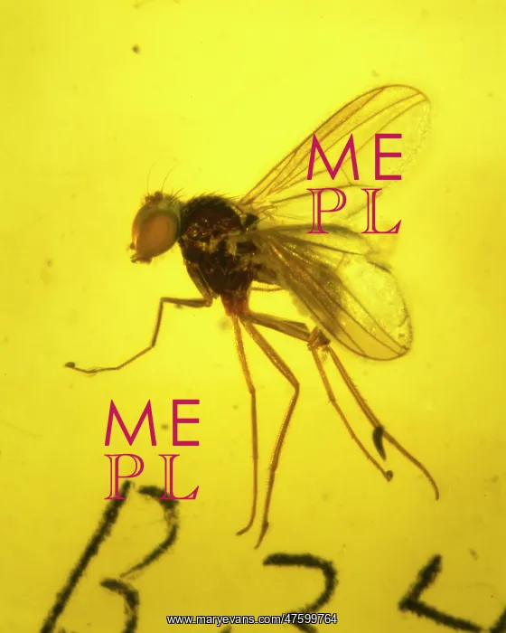: Dolichopodidae, long-legged fly in amber : Dolichopodidae, long-legged fly in amber