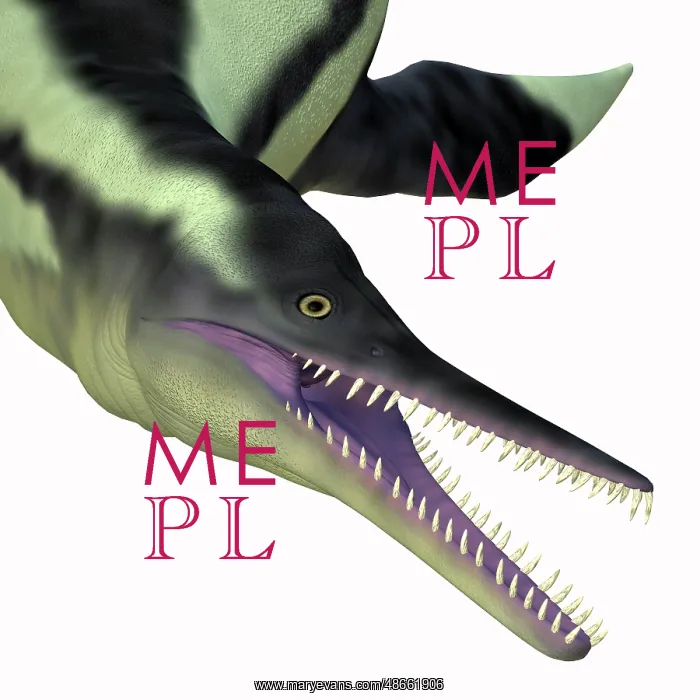 : Dolichorhynchops plesiosaur head : Dolichorhynchops plesiosaur head