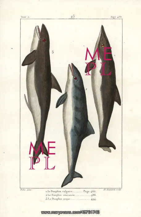 : Dolphin, beluga and orca : Dolphin, beluga and orca