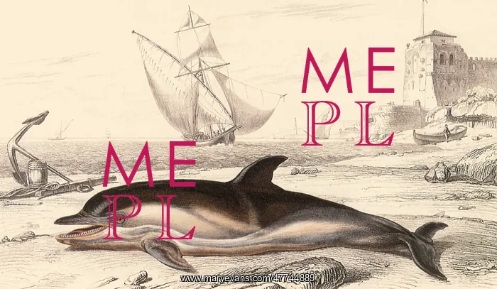  : Dolphin (Delphinius delphis)