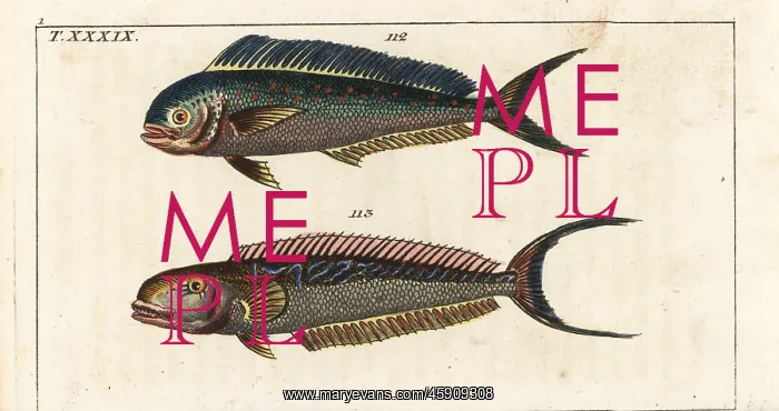 : Dolphin fish and sand tilefish : Dolphin fish and sand tilefish