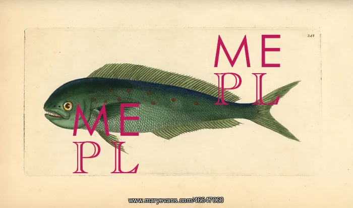 : Dolphinfish, Coryphaena hippurus : Dolphinfish, Coryphaena hippurus