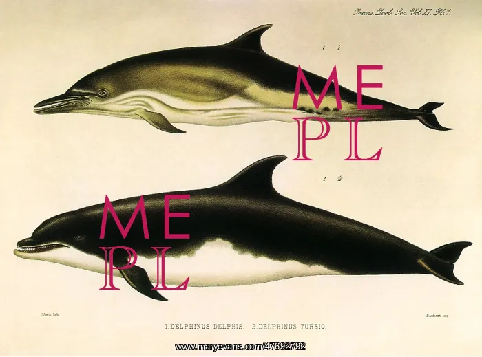  : Dolphins