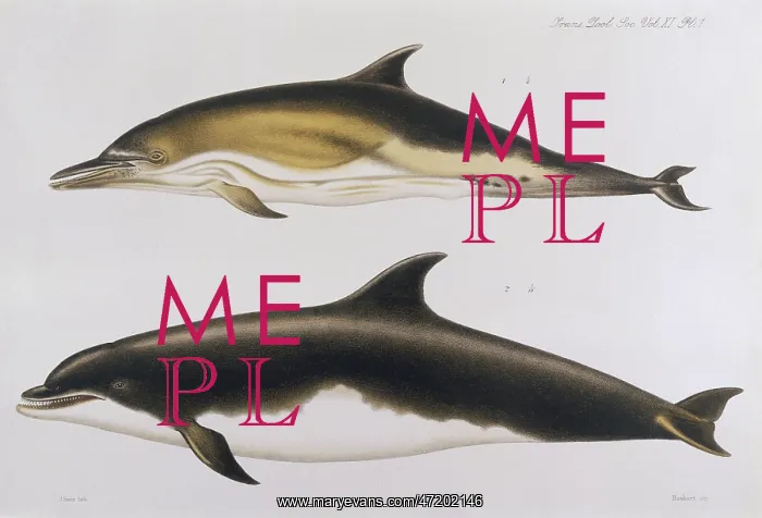 : DOLPHINS / TRANS.ZOO.1885 : DOLPHINS / TRANS.ZOO.1885