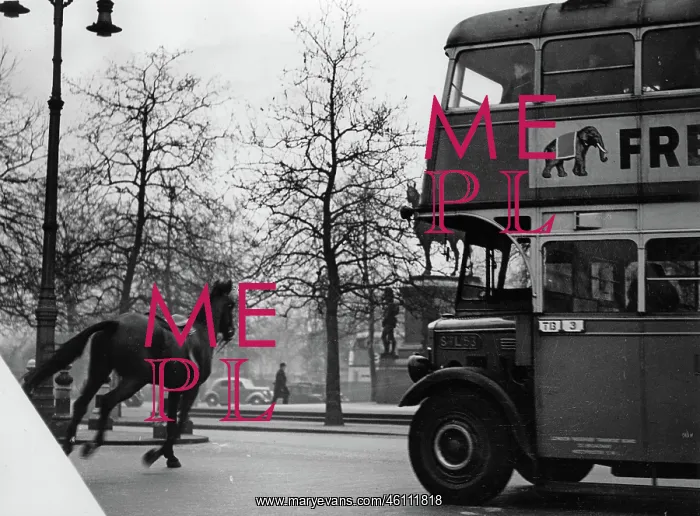 : A dolted out horse in Knightsbridge : A dolted out horse in Knightsbridge