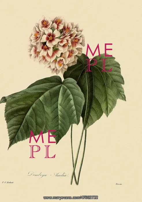 : Dombeya Ameliae : Dombeya Ameliae