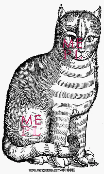 : Domestic cat : Domestic cat