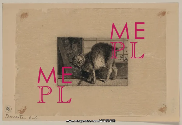 : Domestic cat : Domestic cat
