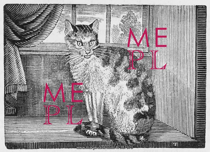 : DOMESTIC CAT (BEWICK) : DOMESTIC CAT (BEWICK)