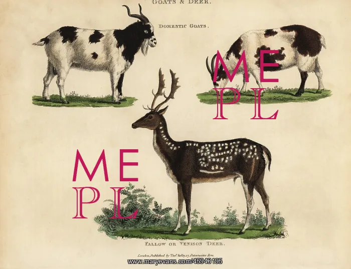: Domestic goats and fallow or venison deer : Domestic goats and fallow or venison deer