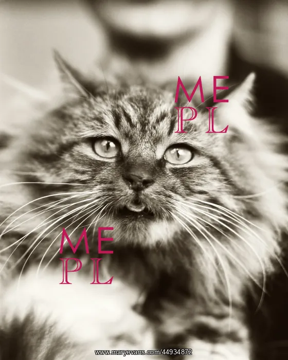 : Domestic Mackerel Tabby Cat : Domestic Mackerel Tabby Cat