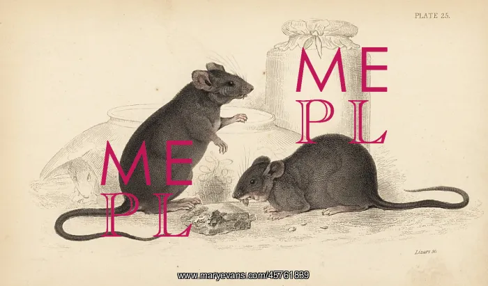 : Domestic mouse, Mus musculus : Domestic mouse, Mus musculus