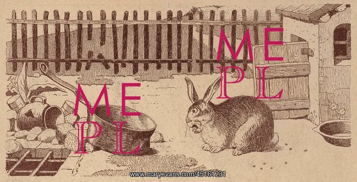 : The Domestic Rabbit : The Domestic Rabbit