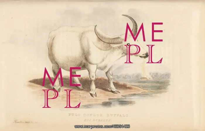 : Domestic water buffalo, Bubalus bubalus : Domestic water buffalo, Bubalus bubalus