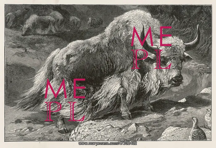  : DOMESTIC YAK