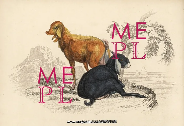 : Domesticated goat, Capra aegagrus hircus : Domesticated goat, Capra aegagrus hircus