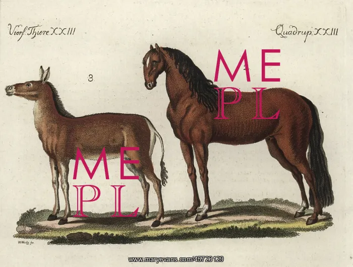 : Domesticated horse and dziggetai : Domesticated horse and dziggetai