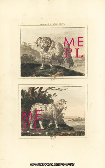 : Domesticated sheep, ram and ewe : Domesticated sheep, ram and ewe
