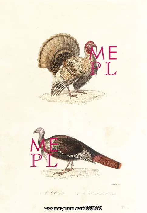 : Domesticated turkey and wild turkey : Domesticated turkey and wild turkey