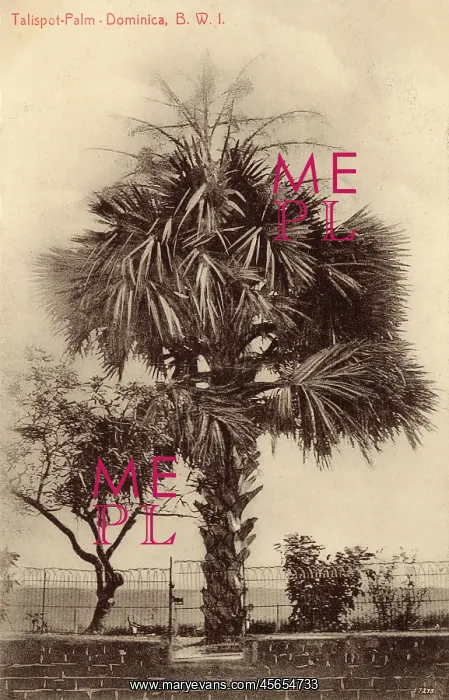 : Dominica, West Indies - Palm Trees : Dominica, West Indies - Palm Trees