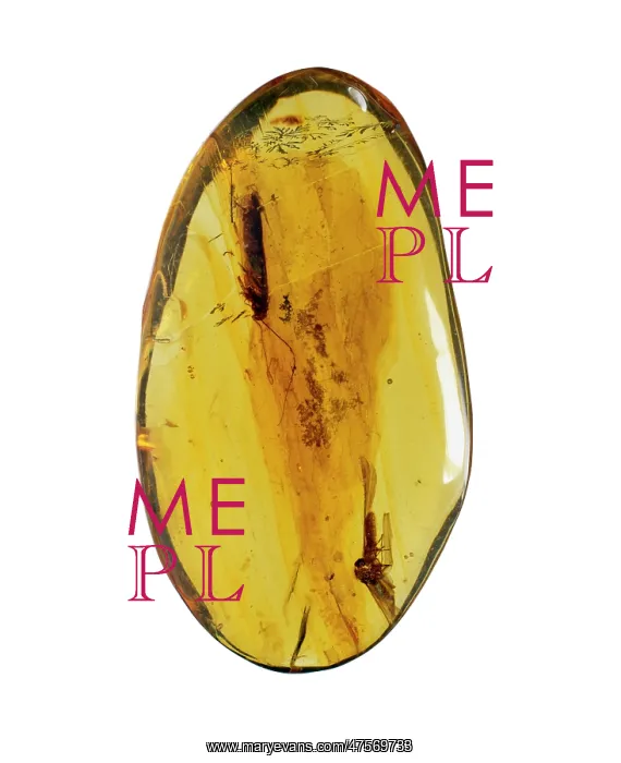 : Dominican amber : Dominican amber