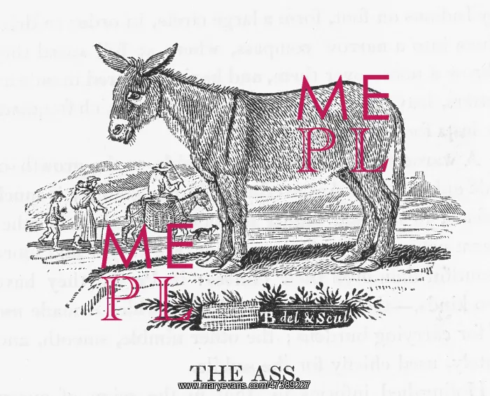 : DONKEY (BEWICK) : DONKEY (BEWICK)
