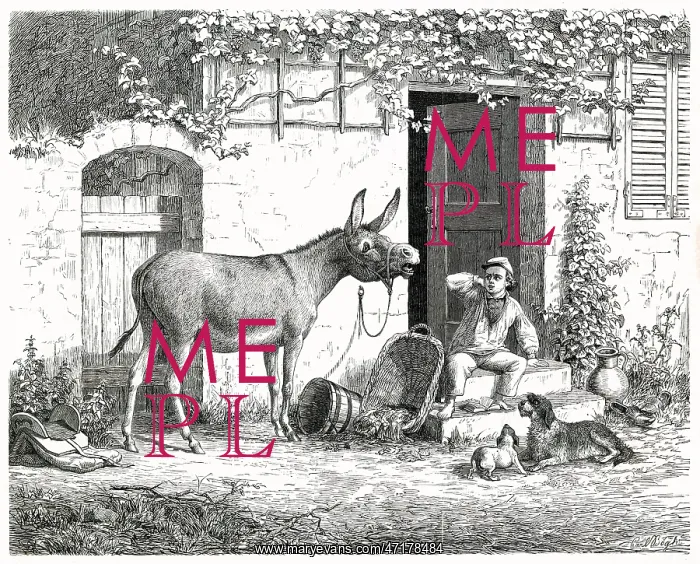 : DONKEY BRAYING : DONKEY BRAYING