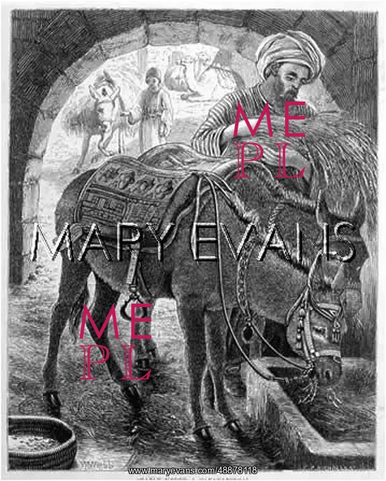  : DONKEY / CARAVANSERAI