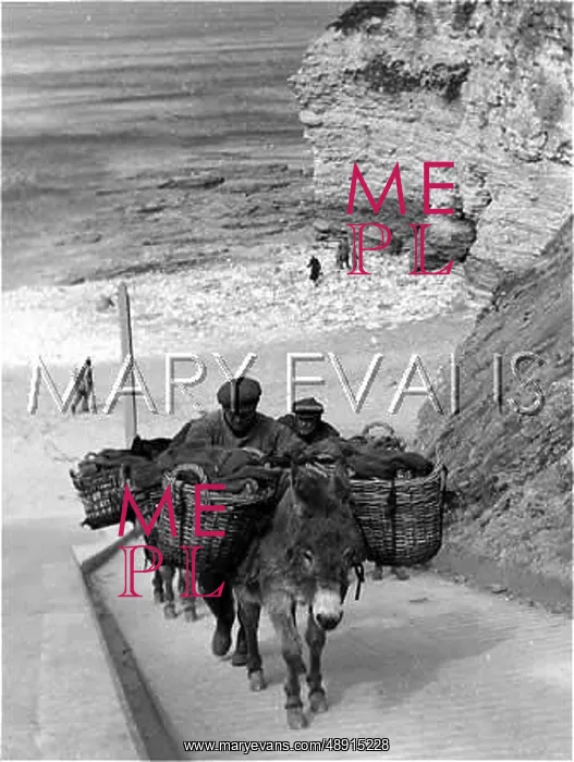 : DONKEY CARRYING BASKETS : DONKEY CARRYING BASKETS