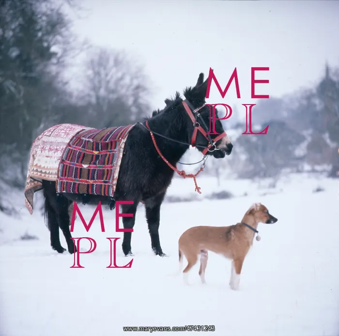  : Donkey and Dog in Snow