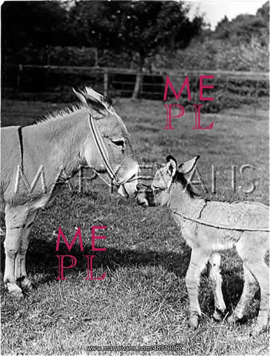  : DONKEY AND FOAL