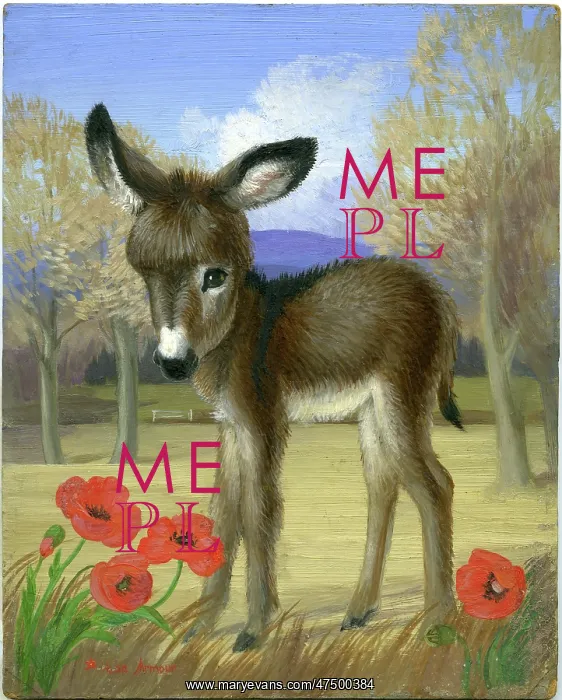 : Donkey Foal with four poppies : Donkey Foal with four poppies