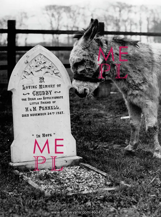  : Donkey at grave