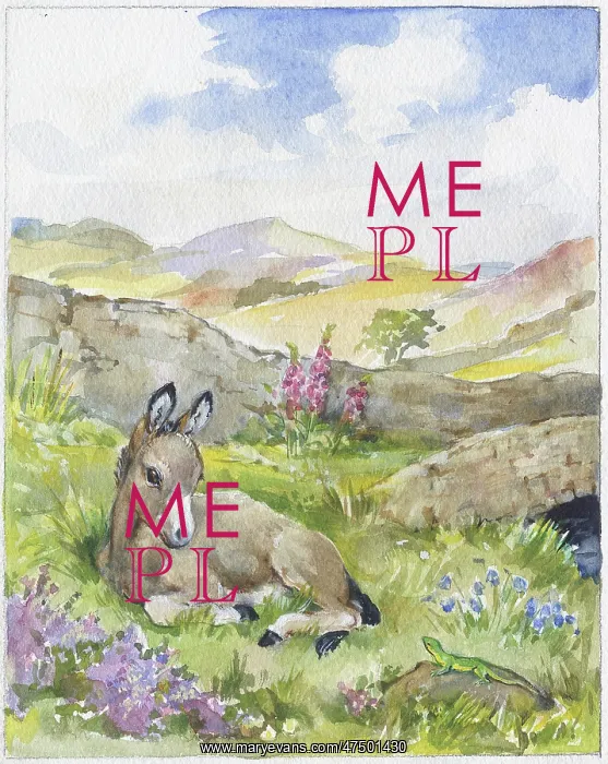 : Donkey looking at a lizard : Donkey looking at a lizard