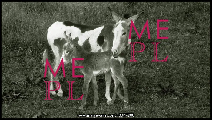  : Donkey with new born foal, UK