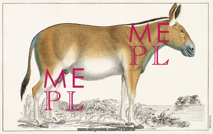  : DONKEY / ONAGER 19C