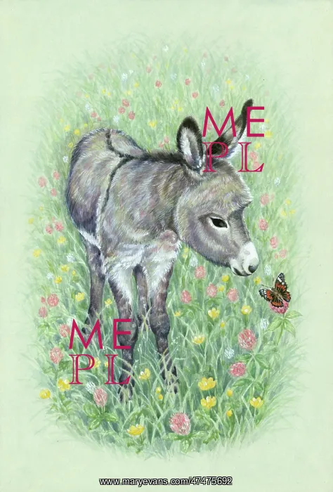 : Donkey and Red Admiral butterfly in meadow : Donkey and Red Admiral butterfly in meadow