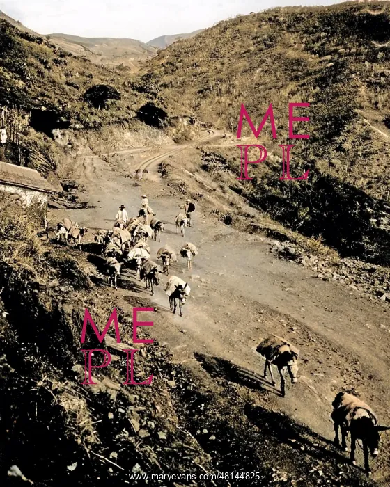  : Donkey train, Venezuela