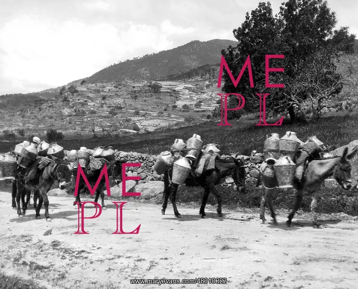 : Donkey transport in Spain 1930 : Donkey transport in Spain 1930