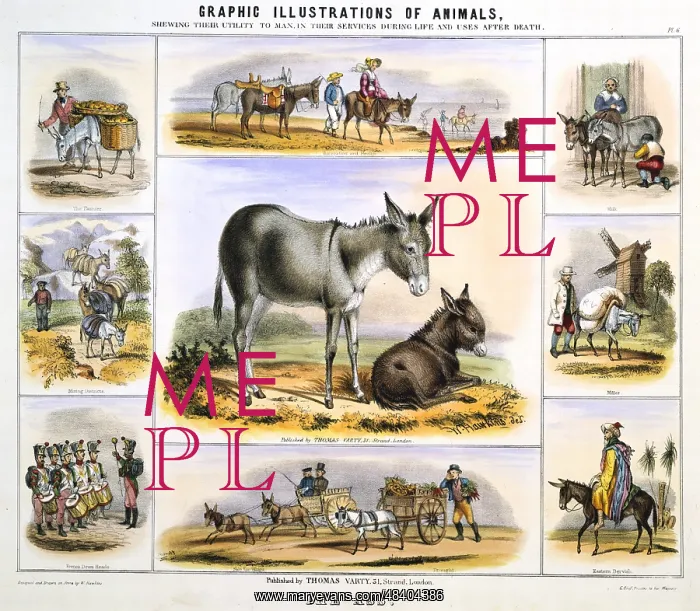 : The Donkey: Used for milk; As a pack animal; : The Donkey: Used for milk; As a pack animal;